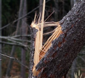 broken-tree